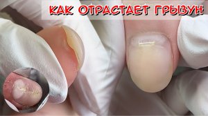 Как отрастает грызун