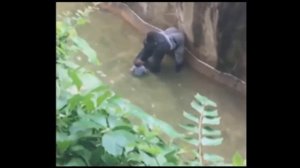 Gorilla missing child. Do not leave children unattended! Ребенок упал к горилле в зоопарке.