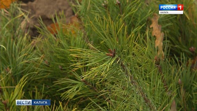 Первый Завод лесовосстановление смотреть онлайн