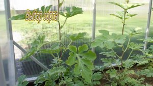 Как вырастить арбуз в средней полосе России