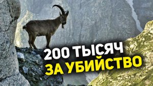 В Дагестане призывают законодательно запретить охоту на горного тура
