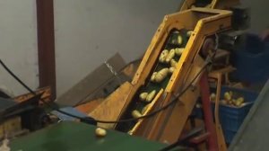 Мойка картофеля