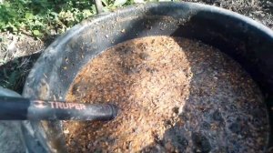 Опять эксперимент с бешеным удобрением