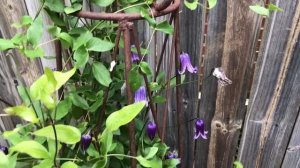 Dr A on Clematis ‘Rooguchi’