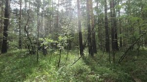 Зашли в лес и камеру GoPro 11 вдруг стало глючить