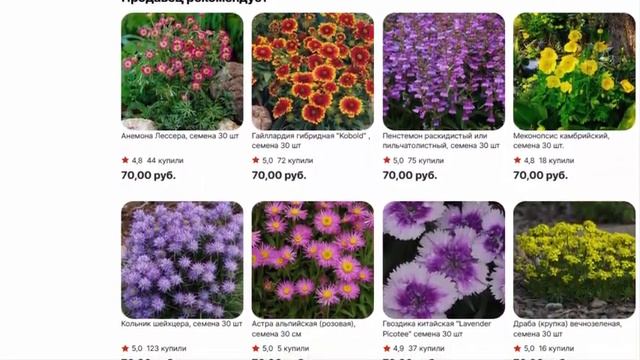 Астра Колорадская, семена 30 шт смотреть онлайн