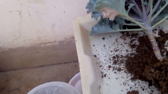How to Grow, Care & Repot Kale/BRASSICA OLERACEA from cuttings смотреть онлайн