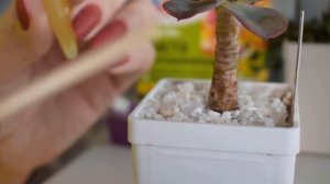 Размножение суккулентов. Простой способ