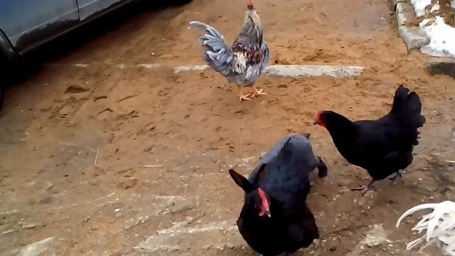 Как куры гоняют петухов смотреть онлайн