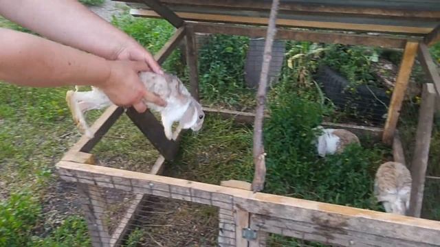 Купаем кролика в жаркую погоду спасая от теплового удара летом смотреть онлайн