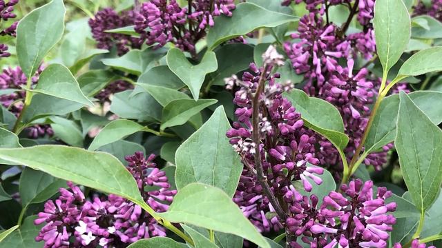 Baby Kim™ Lilac смотреть онлайн