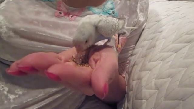 Как научить попугая говорить, как приручить. Подробности в описании. смотреть онлайн