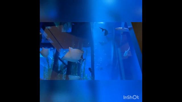 Dubai Malls Visit ll itz adnan 49 смотреть онлайн