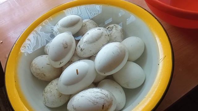 Первый день инкубации гусиных яиц в коробке. Зачем я это делаю? Чтобы вылупились? здоровые птенчики