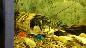 "Акула" и раки АККР в аквариуме 500литров