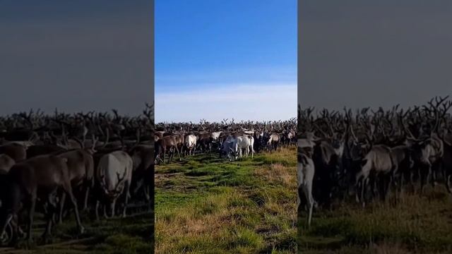 Стадо северных домашних оленей пасётся