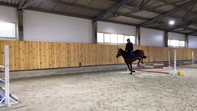 Будённовский жеребец 2016 г.р. смотреть онлайн