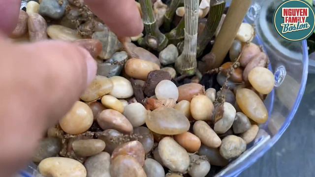 CHIA SẺ CÁCH THAY CHẬU LAN DENDROBIUM VÀO CHẬU TỰ HÚT NƯỚC, KINH NGHIỆM CHĂM SÓC LAN DENDROBIUM.#99 смотреть онлайн