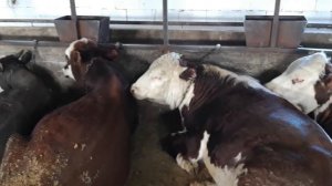 Как бороться с паразитами у бычков на откорме .Каким препаратом повысить аппетит бычка.