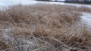 Тростниковый кот..