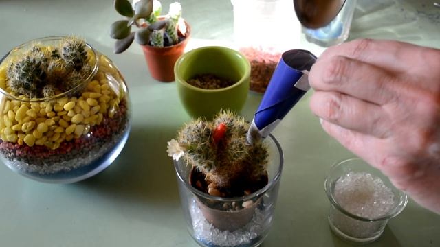 # Флорариум  Композиции с кактусами смотреть онлайн