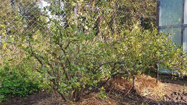 Крыжовник Осенью. ОБЯЗАТЕЛЬНО СДЕЛАЙТЕ ЭТО! смотреть онлайн