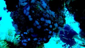 Египет. Красное море. Дайв-сайт Ras Katy 17.08.2020 г.