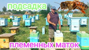 Племенные матки Карника! ПЧЕЛОВОДСТВО!