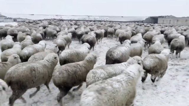 Как зимует ЛПХ Белый Дорпер 34 смотреть онлайн