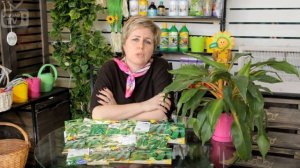 Семена огурцов для открытого грунта. Обзор семян отзывы экспертов Хитсад