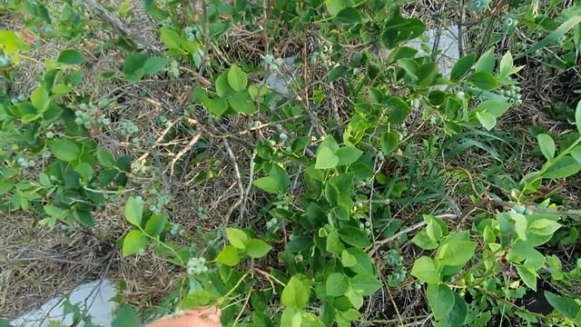 Результат подкормки и перекормки голубики куриным помётом. смотреть онлайн