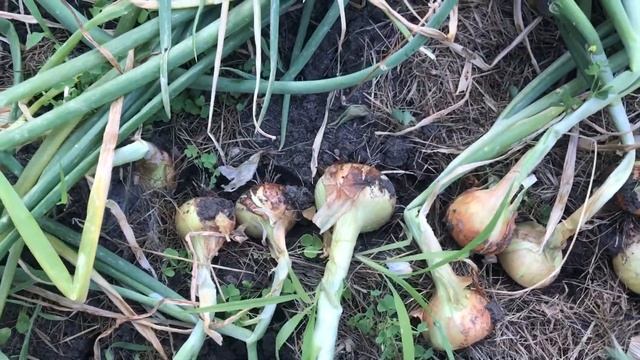 Урожай репчатого лука ? сезон 2020 смотреть онлайн