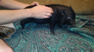 Мини Пиг дома 5 день жизни! Любит чтобы его чесали! Как Свинья живёт дома! В каких условиях Мини Пи