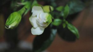 Time-lapse photography-Pot Gardenia Bloom