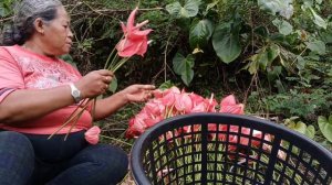 HARVESTING ANTHURIUM FROM MY MOTHERS' ANTHURIUM FARM || ARCE RAFAEL