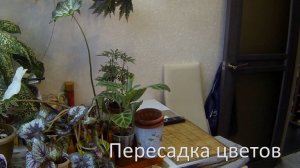 Комнатные цветы. Пересадка цветов с АВИТО.