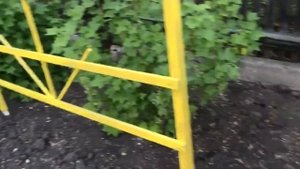 Смородина крупная как вишня: как ухаживать за смородиной на даче.