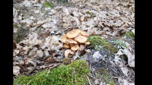 Опенок ссыхающийся, латинское название Armillaria tabescens, Desarmillaria tabescens.2