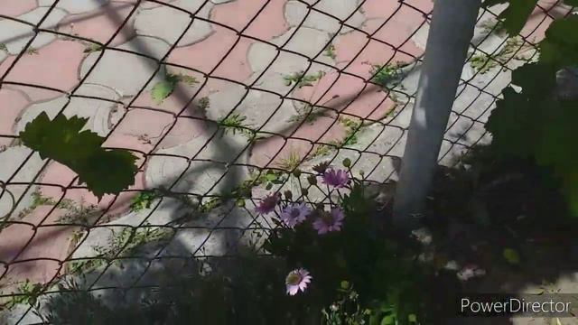 №8.Троица/Шашлыки и прочее... смотреть онлайн