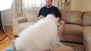 Познакомьтесь с Моим Самоедом | Какие Самоедские Лайки на Самом Деле?