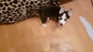 ТРИ ХАСКИ устроили ПОГРОМ в квартире. Хаски разрушитель. ВИДЕЛИ ВИДЕО? на ПЕРВОМ КАНАЛЕ