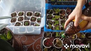 колеусы и хризантемы- пересадка с корнями в грунт