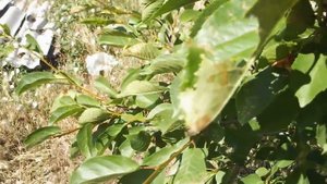 СОДА+ЙОД=ЧУДО СРЕДСТВО  ПРОТИВ САДОВЫХ ГУСЕНИЦ.ПИЛИЛЬЩИКОВ.ТЛИ .ЛИСТОГРЫЗУЩИХ ГУСЕНИЦ.