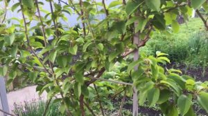 АКТИНИДИЯ! НЕ ДЕЛАЙТЕ наших ОШИБОК!!!