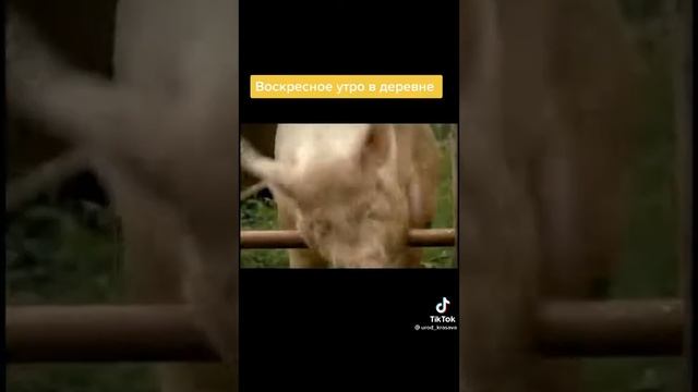 УТРО-ВОСКРЕСЕНЬЕ-В-ДЕРЕВНЕ-Приколы-самых_32.mp4