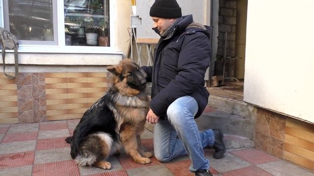 Знакомство с Альмой. Длинношерстная Немецкая Овчарка 7 месяцев Одесса
