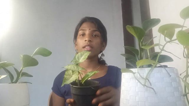 Best indoor plants to grow in low light.🌿🌿 Low light indoor plants for home.🌿🌿Malayalam video......
