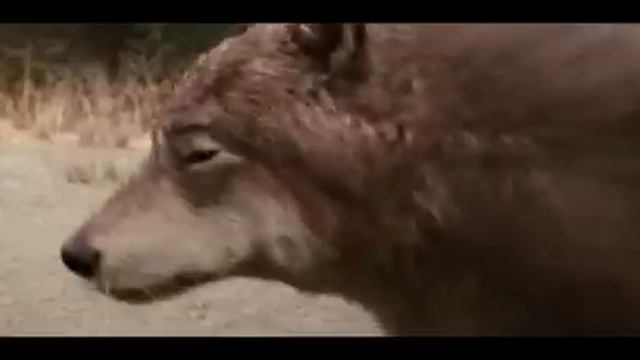 Сумерки Сага Рассвет Часть 1