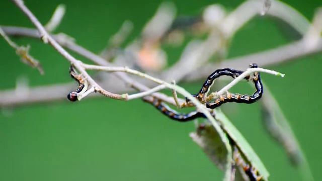 Inchworms battle over the last bite of Croton смотреть онлайн
