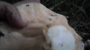 Груздь настоящий-как выглядит и где растет.